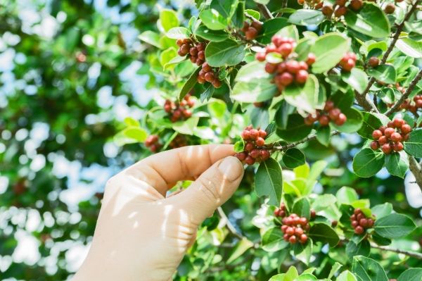 Recolección de cerezas de café