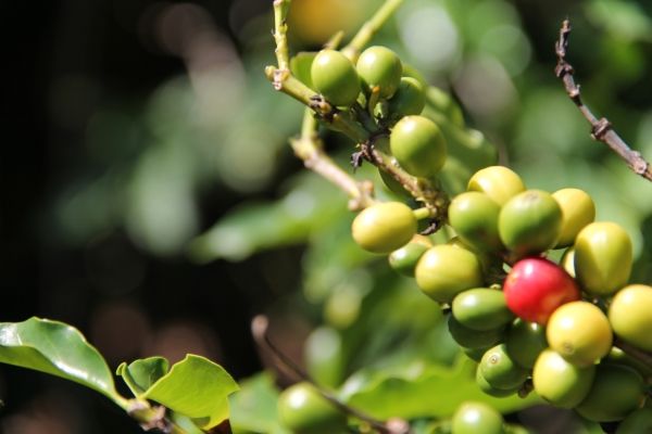 Cerezas de café