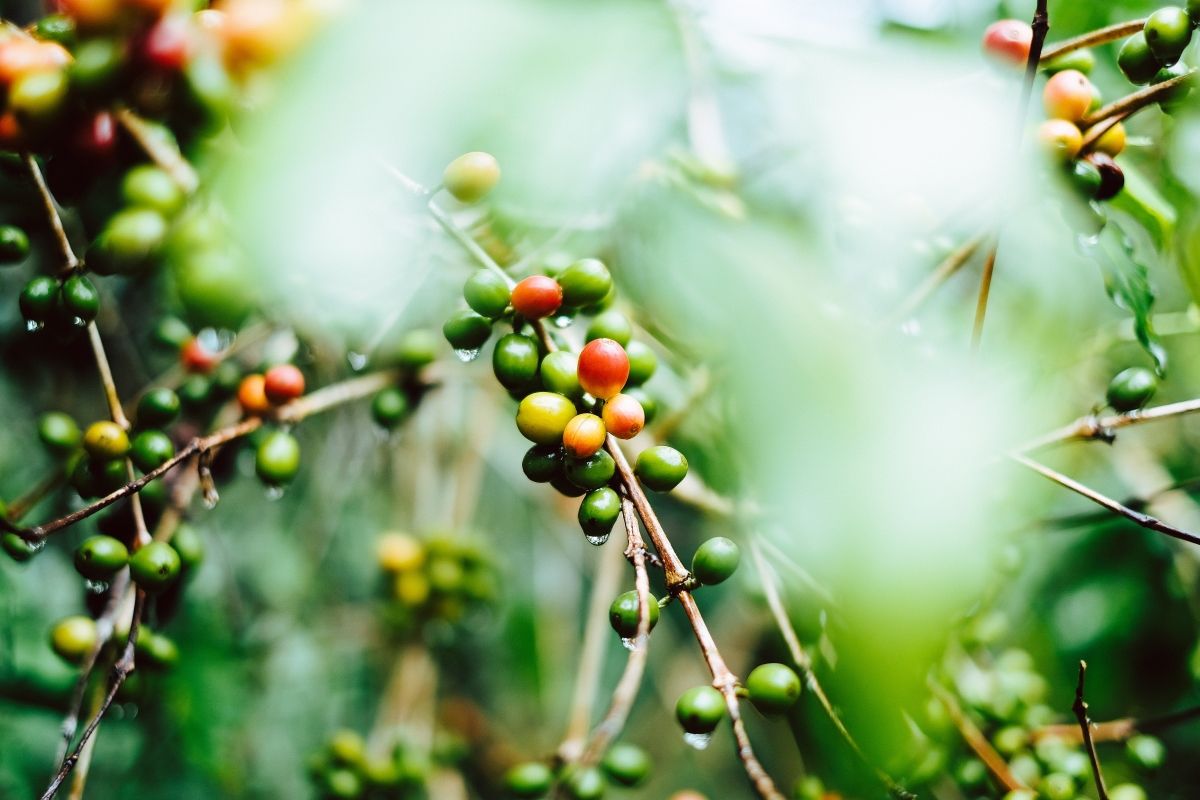 Cereza de café